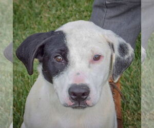 Medium Photo #3 American Staffordshire Terrier-Unknown Mix Puppy For Sale in Huntley, IL, USA