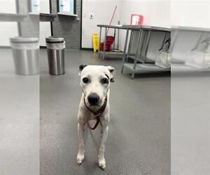 Catahoula Leopard Dog-Dalmatian Mix Dogs for adoption in Corpus Christi, TX, USA