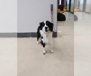 Border-Aussie Dogs for adoption in Lacombe, LA, USA