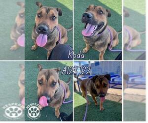 German Shepherd Dog-Staffordshire Bull Terrier Mix Dogs for adoption in HESPERIA, CA, USA