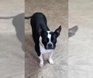 Boston Terrier Dogs for adoption in Eastman, GA, USA