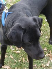 Labrador Retriever Dogs for adoption in Benson, MN, USA