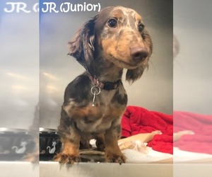 Dachshund Dogs for adoption in Tremont, IL, USA
