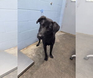Labrador Retriever-Unknown Mix Dogs for adoption in Evansville, IN, USA