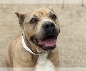 American Bulldog Dogs for adoption in Redwood City, CA, USA