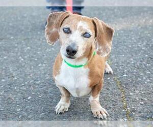 Dachshund Dogs for adoption in Santa Rosa, CA, USA