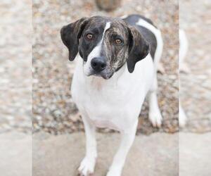 Mutt Dogs for adoption in Chattanooga, TN, USA