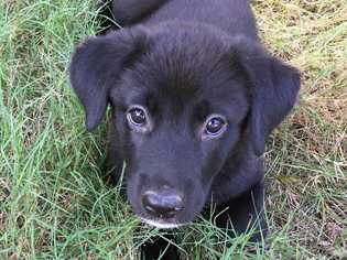 Medium Photo #1 Borador Puppy For Sale in byhalia, MS, USA