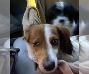 Dachshund Dogs for adoption in Fayetteville, GA, USA
