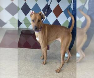 Rhodesian Ridgeback-Unknown Mix Dogs for adoption in Plano, TX, USA