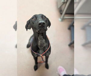 German Shorthaired Pointer Dogs for adoption in Ogden, UT, USA