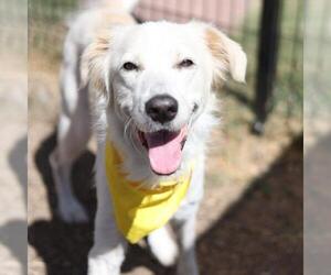 Labrador Retriever-Unknown Mix Dogs for adoption in San Antonio, TX, USA