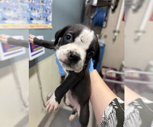 American Pit Bull Terrier Dogs for adoption in Modesto, CA, USA