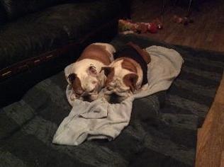 Bulldog Dogs for adoption in Newcastle, Ontario, Canada
