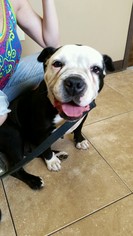Bulldog Dogs for adoption in Florence, AL, USA