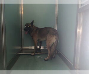 Mutt Dogs for adoption in Moreno Valley, CA, USA