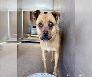 Pug-Unknown Mix Dogs for adoption in San Bernardino, CA, USA