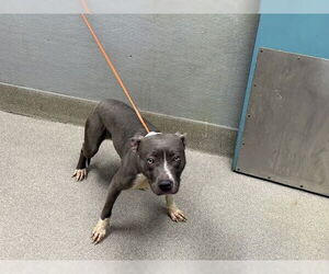American Pit Bull Terrier-Unknown Mix Dogs for adoption in Las Vegas, NV, USA