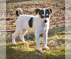 Rat Terrier Dogs for adoption in Atlanta, GA, USA