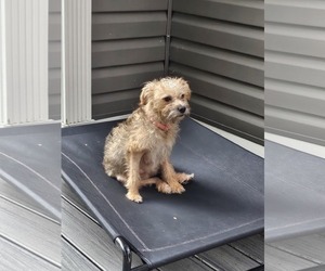 Mutt Dogs for adoption in Catasauqua, PA, USA