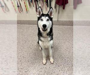 Siberian Husky Dogs for adoption in Brighton, CO, USA