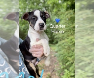 Bullboxer Pit Dogs for adoption in Newark, DE, USA