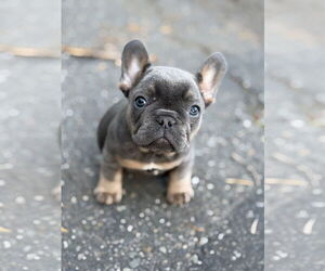 French Bulldog Dogs for adoption in Fair Oaks, CA, USA