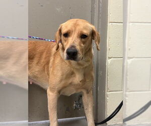 Labrador Retriever Dogs for adoption in Sanford, FL, USA