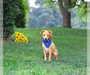 Labrador Retriever-Unknown Mix Dogs for adoption in Unionville, PA, USA