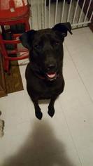 Labrador Retriever Dogs for adoption in Corbin, KY, USA