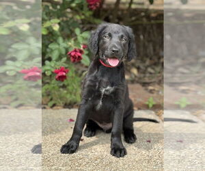 Labrador Retriever-Spaniel Mix Dogs for adoption in PIPE CREEK, TX, USA
