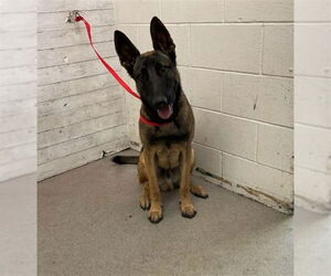 Mutt Dogs for adoption in San Bernardino, CA, USA