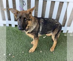 German Shepherd Dog-Unknown Mix Dogs for adoption in Modesto, CA, USA