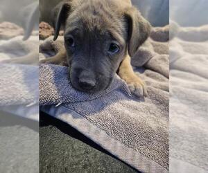 American Staffordshire Terrier-Unknown Mix Dogs for adoption in San Antonio, TX, USA