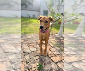 Mutt Dogs for adoption in Oak Bluffs, MA, USA