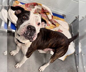 American Bulldog-Unknown Mix Dogs for adoption in Tavares, FL, USA