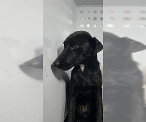 Labrador Retriever-Unknown Mix Dogs for adoption in Visalia, CA, USA