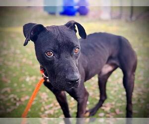 American Pit Bull Terrier-Unknown Mix Dogs for adoption in Orlando, FL, USA