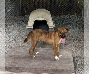 Mutt Dogs for adoption in Albemarle, NC, USA