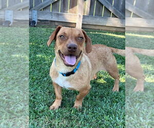 Dachshund-Unknown Mix Dogs for adoption in Oakhurst, NJ, USA