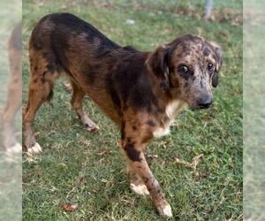 Catahoula Leopard Dog-Unknown Mix Dogs for adoption in Texas City, TX, USA