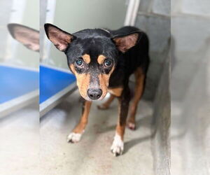 Chihuahua-Feist Terrier Mix Dogs for adoption in Bethesda, MD, USA