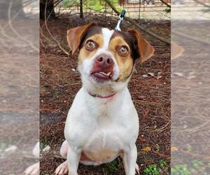 Puggle Dogs for adoption in Social Circle, GA, USA