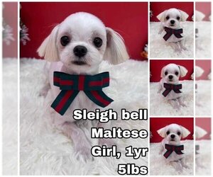 Maltese Dogs for adoption in Seattle, WA, USA