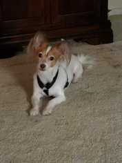 Papillon Dogs for adoption in Elmsford, NY, USA