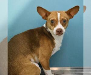 Chihuahua Dogs for adoption in San Antonio, TX, USA