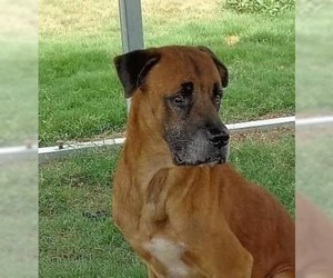 Boxer-Unknown Mix Dogs for adoption in Tunica, MS, USA
