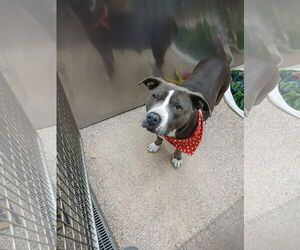 Mutt Dogs for adoption in Martinsburg, WV, USA