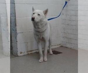Siberian Husky Dogs for adoption in San Bernardino, CA, USA