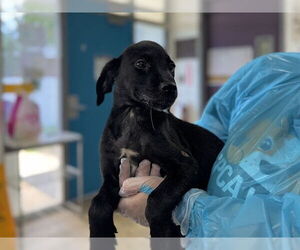 Mutt Dogs for adoption in Raleigh, NC, USA